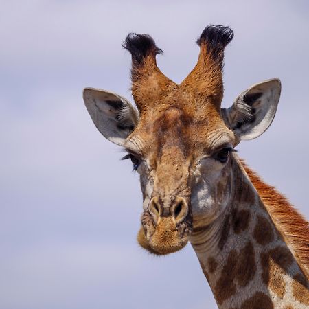 Nkomazi Game Reserve By Newmark Badplaas Dış mekan fotoğraf