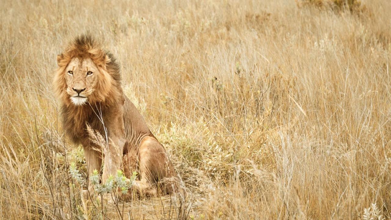 Nkomazi Game Reserve By Newmark Badplaas Dış mekan fotoğraf