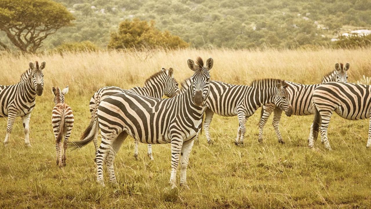 Nkomazi Game Reserve By Newmark Badplaas Dış mekan fotoğraf