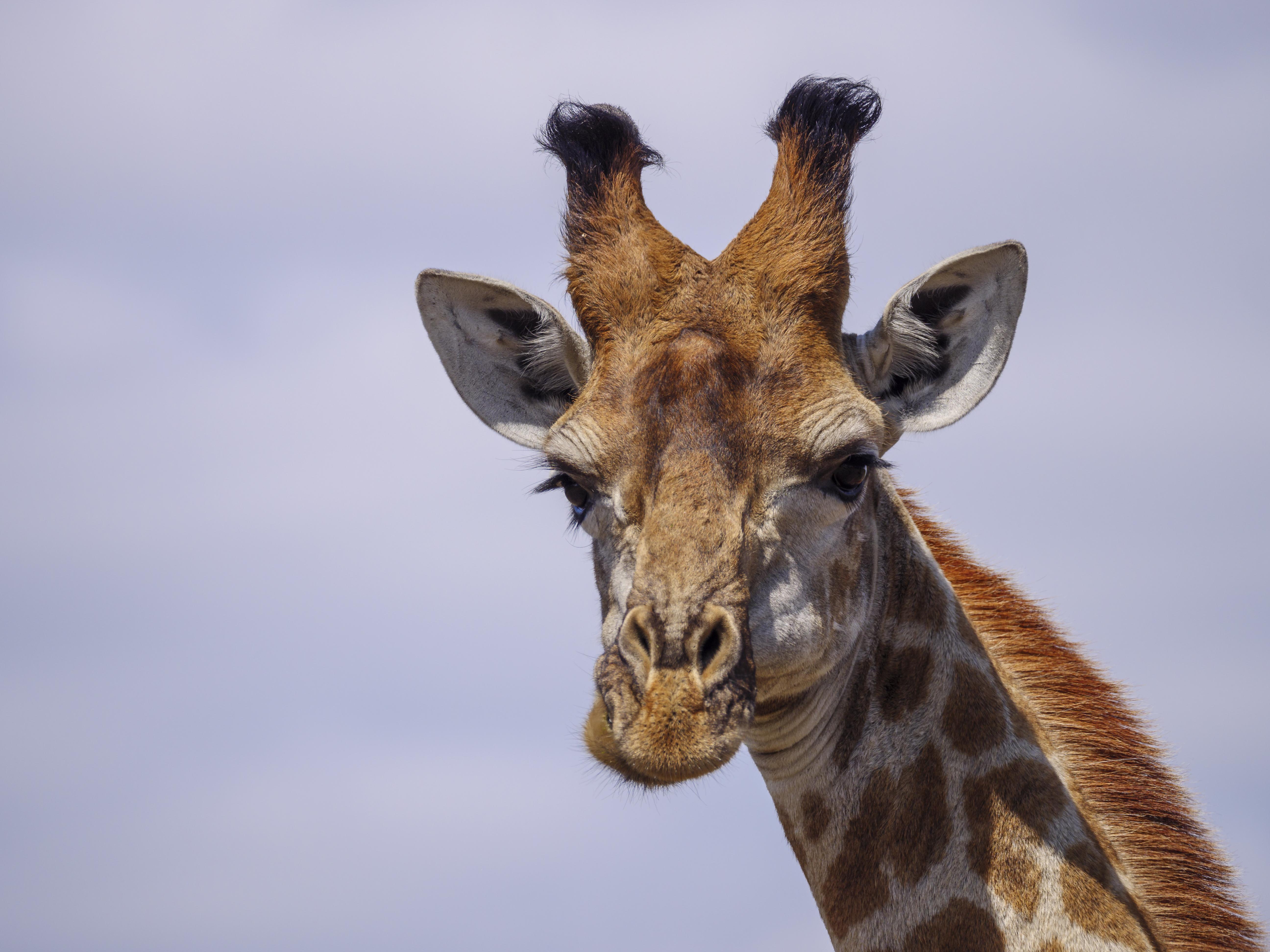 Nkomazi Game Reserve By Newmark Badplaas Dış mekan fotoğraf