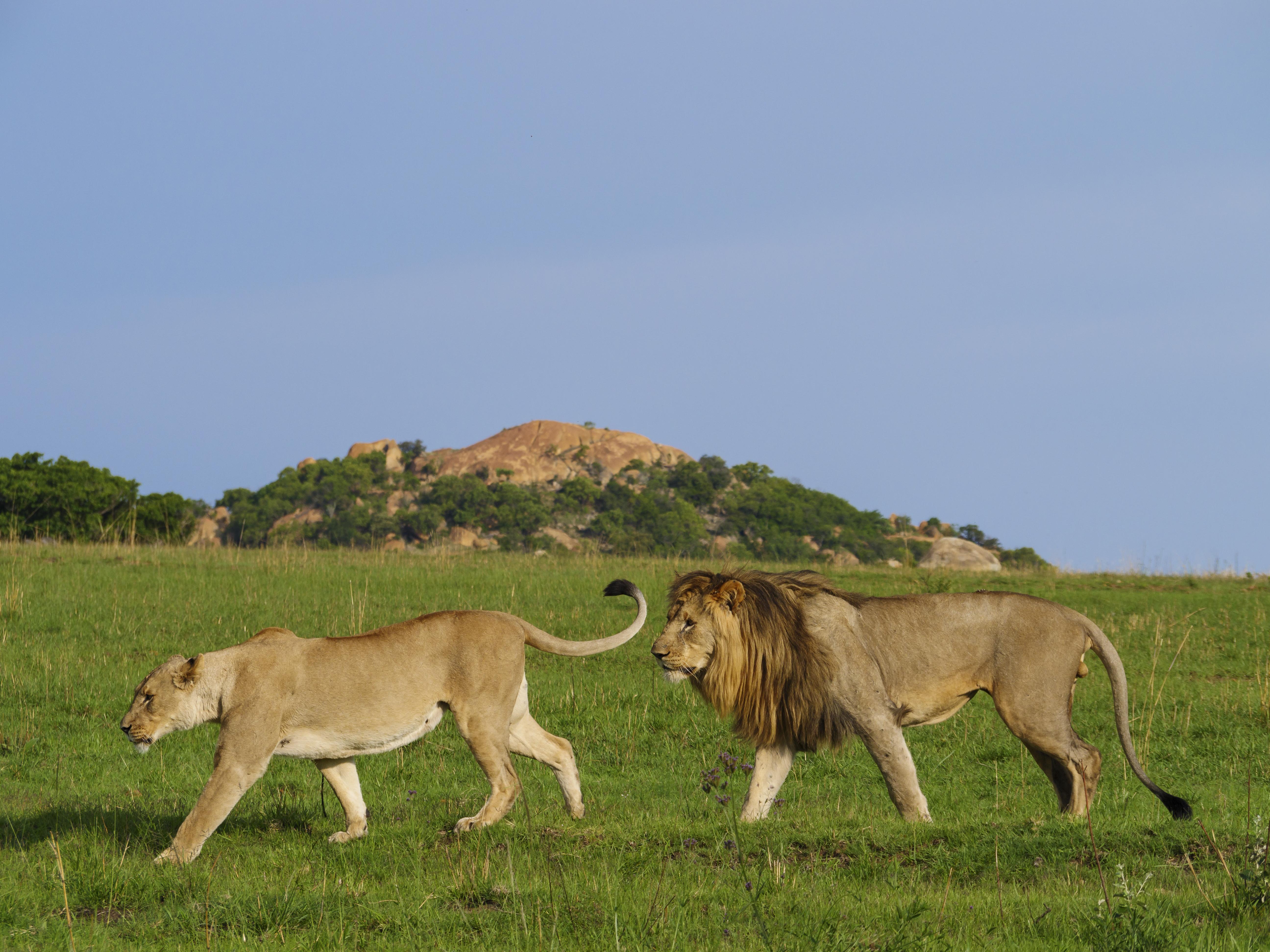 Nkomazi Game Reserve By Newmark Badplaas Dış mekan fotoğraf