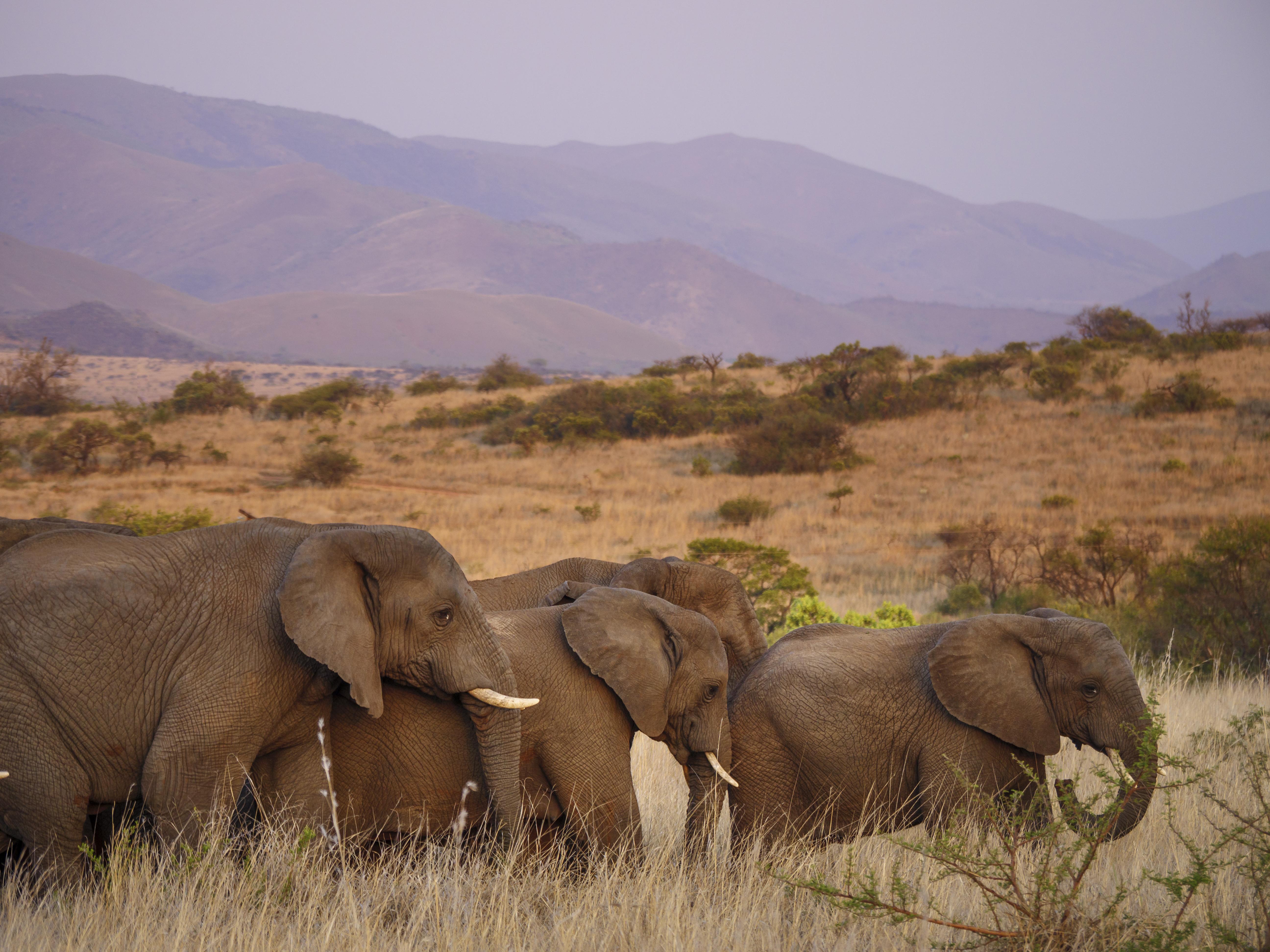 Nkomazi Game Reserve By Newmark Badplaas Dış mekan fotoğraf
