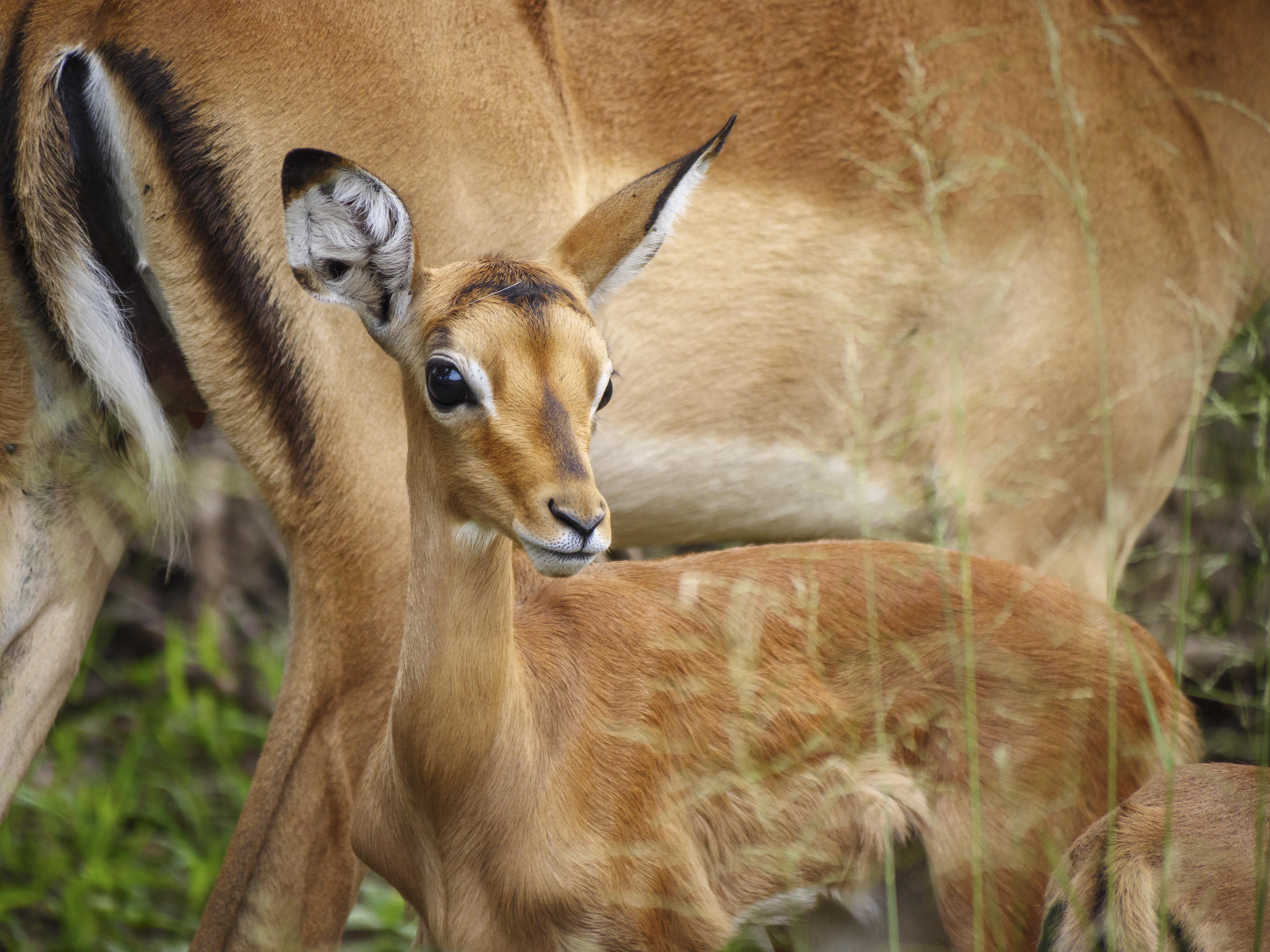 Nkomazi Game Reserve By Newmark Badplaas Dış mekan fotoğraf