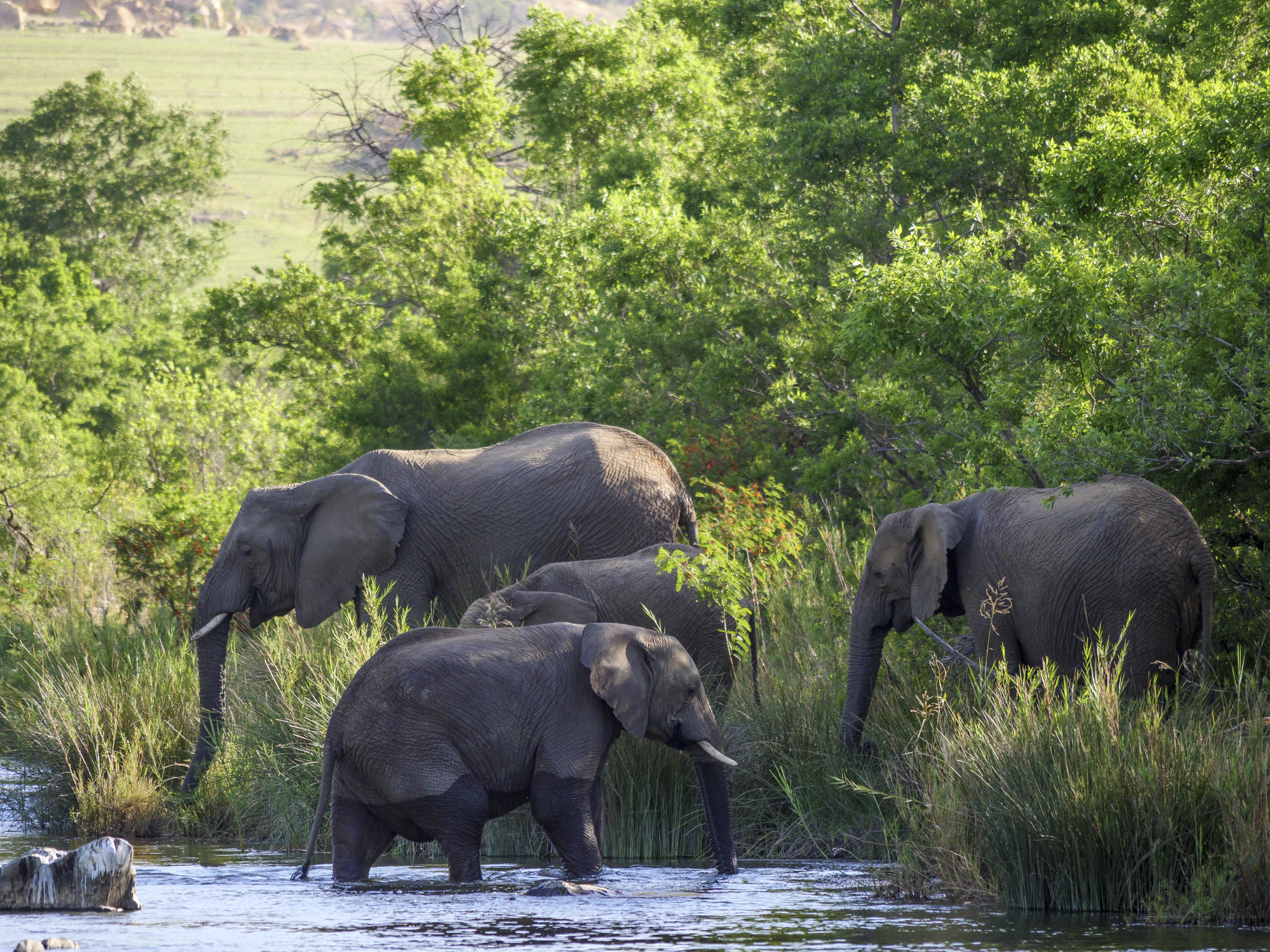 Nkomazi Game Reserve By Newmark Badplaas Dış mekan fotoğraf