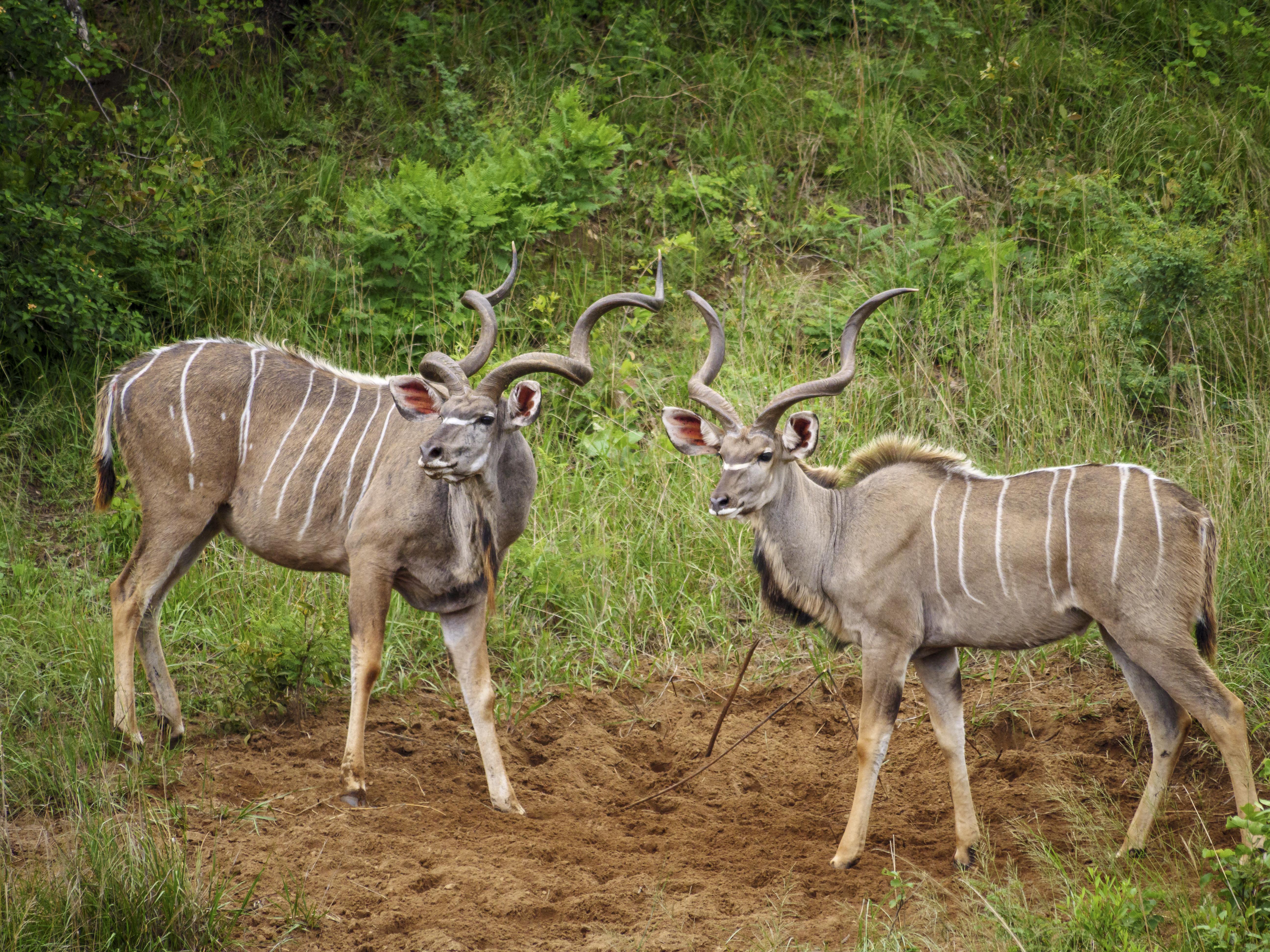 Nkomazi Game Reserve By Newmark Badplaas Dış mekan fotoğraf